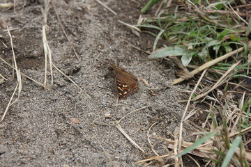 A view of a butterfly falling on the ground
