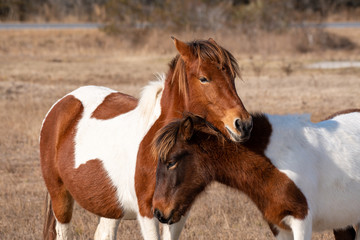 A bonding moment between a wild mare and her filly while standing in a grassy area of Assateague Island in Ocean City, Maryland