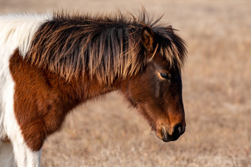 A chestnut colored wild horse showing deep emotion while standing in a meadow on Assateague Island in Ocean City, Maryland
