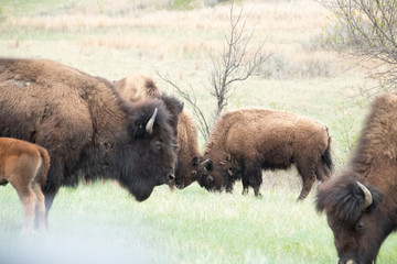 Buffalo