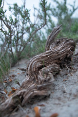 Badlands macro