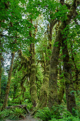 Moss covered trees in Olympic National Park, Washington