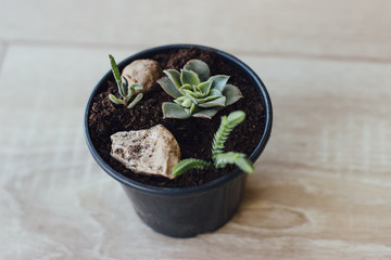 Black pot with different succulents.