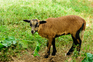 Fototapeta premium ovejas pastoreando