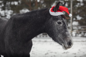 portrait of young grey trakehner mare horse in red cap in paddock in winter