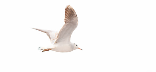 seagulls flying over white
