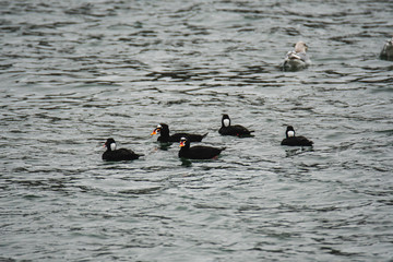 A flock of Surf Scoter swimming  in the sea. White Rock    BC Canada    