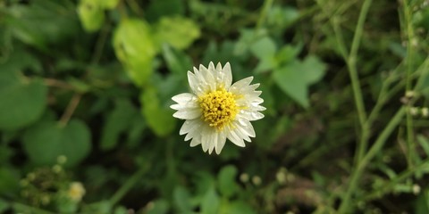 nature Flowers