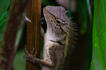Obraz premium Echse im Lam Ru National Park in Thailand