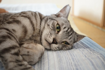 布団に寝そべるサバトラ猫