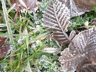 Blätter und Wiese mit Eiskristallen