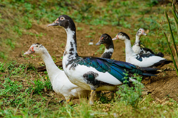 patos