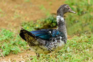 patos