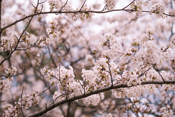 The beauty of the sakura cherry blossoms
