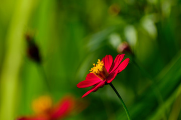 Flores, naturaleza, belleza