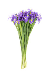 Irises on a white background