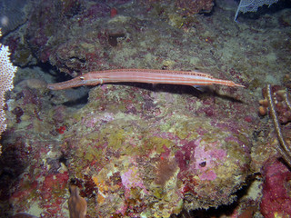 West Atlantic Trumpetfish (Aulostomus maculatus) © Rob