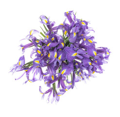 Lilac irises top view - 312669159