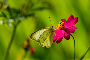 flores, naturaleza, insectos, belleza
