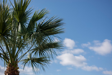 Fototapeta premium blue sky and palm tree and leaves