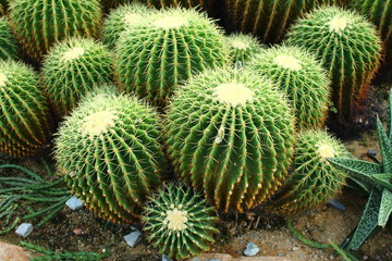 cactus in garden