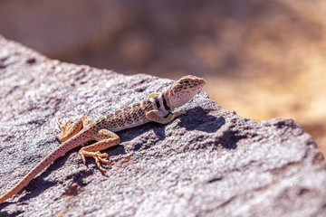 Lizard basks on a hot stone in Utah