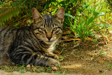 gatillo en la naturaleza