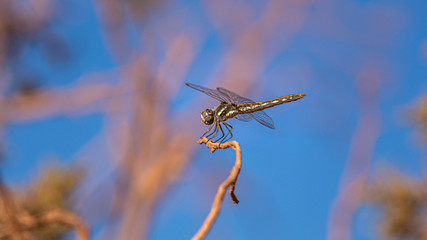 Dragon Fly balanced on a branch in front of a blue heaven