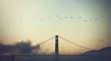 birds flying near the golden gate bridge