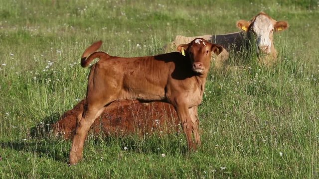 Brown calves in meadow. Baby cow.