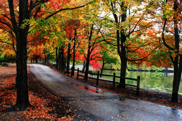 fall autumn in the park