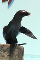 Naklejka premium Seal Sea Lion 