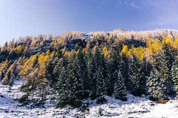 The snowy forest and nature after the first snowfall of the season in the alps, near the town of Tartano, Italy - November 2019.