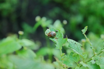 The Colorado beetle eats potato leaves. The beetles damage the crops. In summer, striped beetles eat potato leaves in the fields.