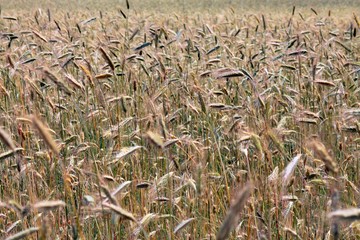 Wheat ears close-up. A large field of wheat as a background. Plants grown in natural conditions