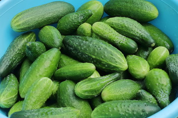 Green fresh young cucumbers are ideal for a healthy diet. Vegetarian food. Cucumbers are grown in natural conditions