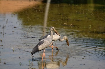 Anastomus oscitans belong to the family Heron a small family bird. But the unique feature is that the mouth of the gorge will have a hole in the middle Causing it to nautilus and cherry snail