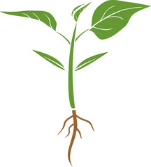 Sprout of pepper plant with root system and green leaves in flat style isolated on white background