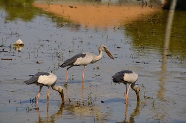 great blue heron in water