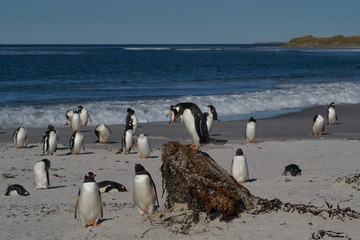 Obraz premium Gentoo Penguin (Pygoscelis papua) standing on a mound amongst a group of penguins on Sea Lion Island in the Falkland Islands.