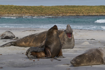 Male Southern Sea Lion (Otaria flavescens) among a breeding group of Southern Elephant Seal (Mirounga leonina) on Sea Lion Island in the Falkland Islands.