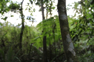 Fototapeta premium Tronco de uma árvore da floresta