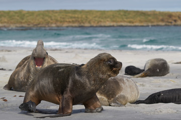 Male Southern Sea Lion (Otaria flavescens) among a breeding group of Southern Elephant Seal (Mirounga leonina) on Sea Lion Island in the Falkland Islands.