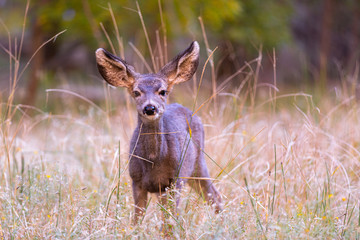 Wild deer in high gras in Zion National Park in Utah