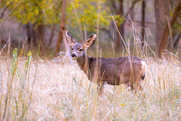 Wild deer in high gras in Zion National Park in Utah