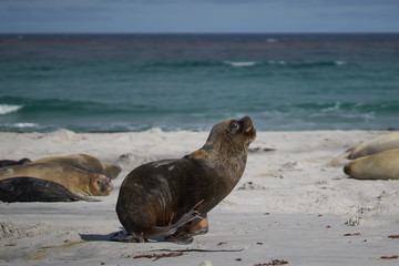 Fototapeta premium Male Southern Sea Lion (Otaria flavescens) among a group of Southern Elephant Seal (Mirounga leonina) on Sea Lion Island in the Falkland Islands.