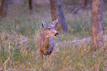 Wild deer in high gras in Zion National Park in Utah