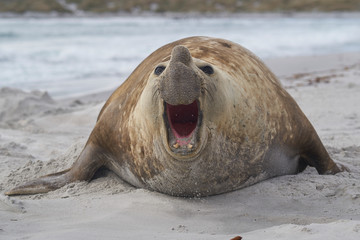 Large male Southern Elephant Seal (Mirounga leonina) during the breeding season on Sea Lion Island...