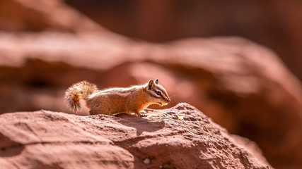 Little Chipmunk eating on a rock in the sun in Zion National park