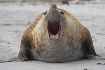 Large male Southern Elephant Seal (Mirounga leonina) during the breeding season on Sea Lion Island...